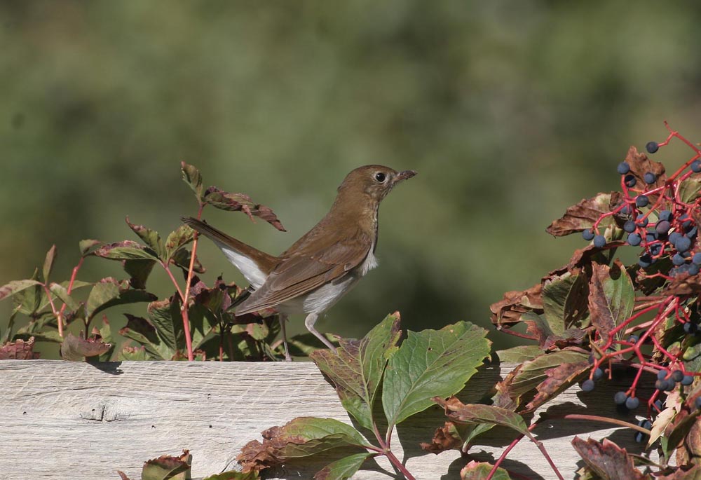 Catharus Thrush, fruit-stained bill, tail raised